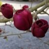 magnolija black tulip 1