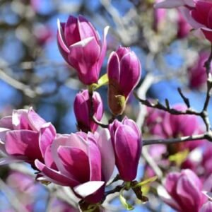 magnolija cameo Tadoukis