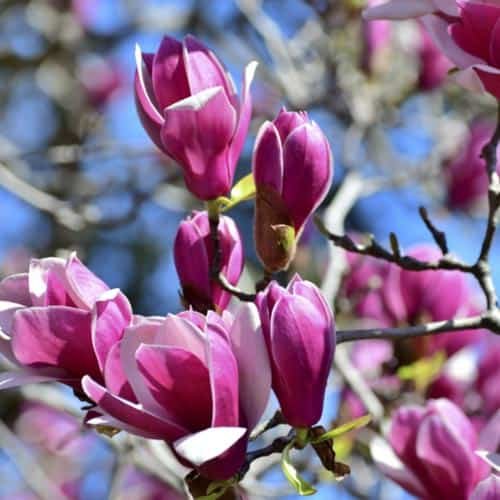 magnolija cameo Tadoukis magnolija cameo Tadoukis
