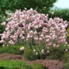 magnolija cameo pbr Tadoukis.jpg