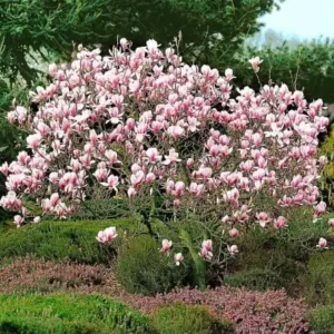 magnolija cameo pbr Tadoukis.jpg