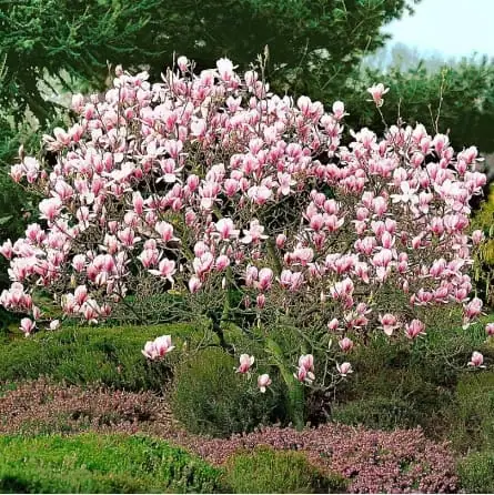 magnolija cameo pbr Tadoukis.jpg magnolija cameo pbr Tadoukis.jpg