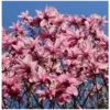 magnolija magnolia galaxy