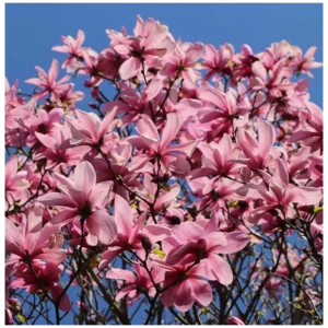magnolija magnolia galaxy