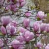 magnolija sulanzo picture