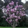 magnolija sulanzo picture 1