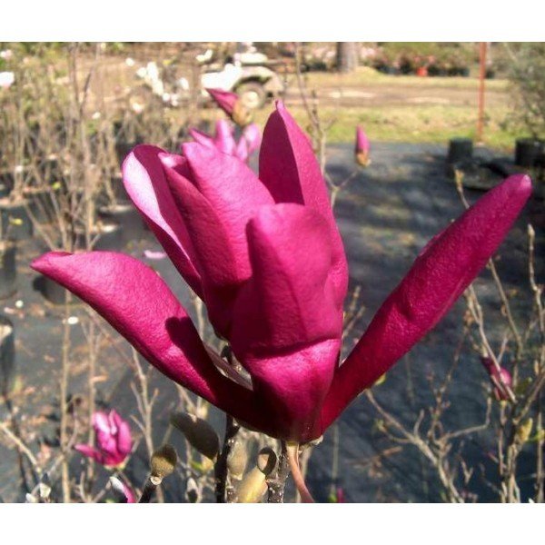 magnolija susan magnolija susan