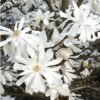 magnolija zvaigzdine magnolia stellata royal star 1000x1000 1