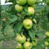 malus fruit snacks tangy green columnar apple tree 2