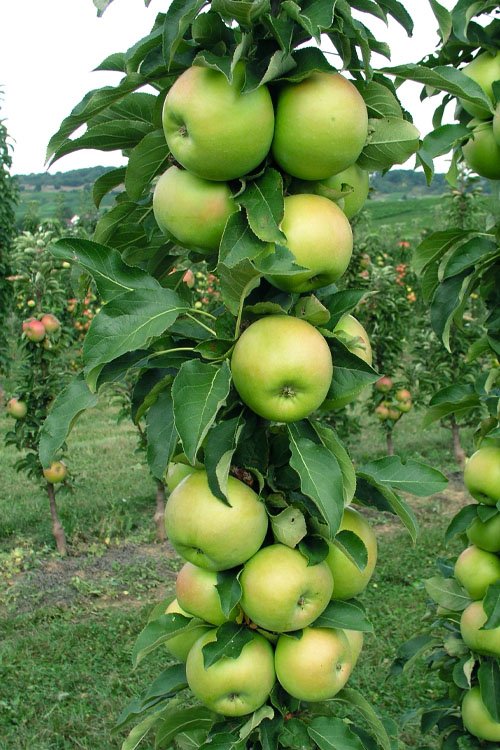 malus fruit snacks tangy green columnar apple tree 2 malus fruit snacks tangy green columnar apple tree 2