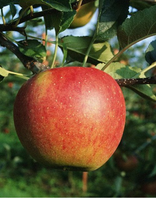malus kortland 15l 1 malus kortland 15l 1