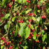 malus red jade Tado ukis