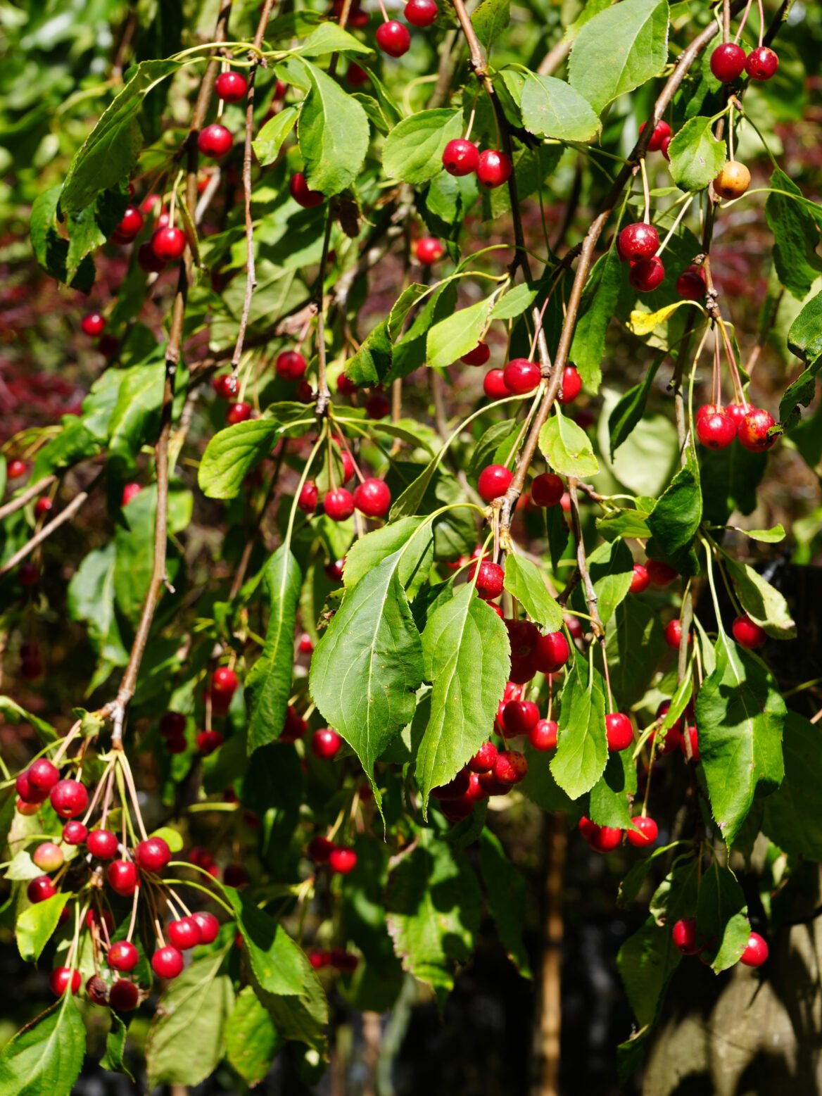 malus red jade Tado ukis malus red jade Tado ukis