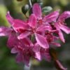 malus royal beauty 7 bd41c30a 6d19 47e5 8487 9812386f6524 orig