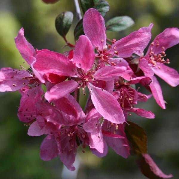 malus royal beauty 7 bd41c30a 6d19 47e5 8487 9812386f6524 orig malus royal beauty 7 bd41c30a 6d19 47e5 8487 9812386f6524 orig