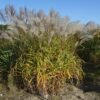 miscanthus miranda miskant miranda