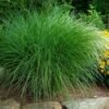 miscanthus miskantas gracillimus nana