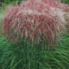 miscanthus sinensis huron sunrise maiden grass 6