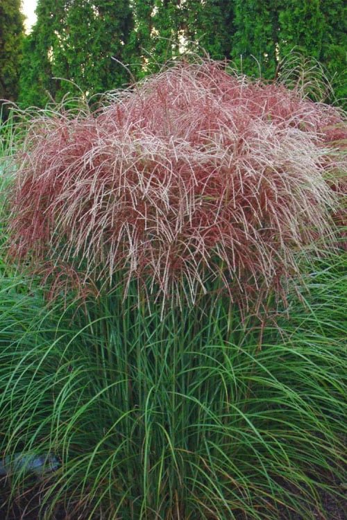 miscanthus sinensis huron sunrise maiden grass 6 miscanthus sinensis huron sunrise maiden grass 6