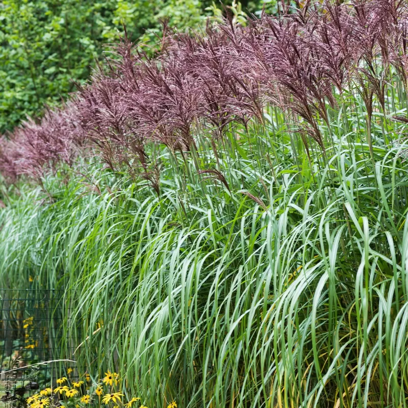 miscanthus sinensis malepartus miscanthus sinensis malepartus