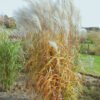 miscanthus sinensis miranda 29102020 2