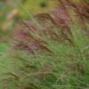 miscanthus sinensis morning light bc water11 10 11 22 e81f0a8777