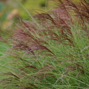 miscanthus sinensis morning light bc water11 10 11 22 e81f0a8777
