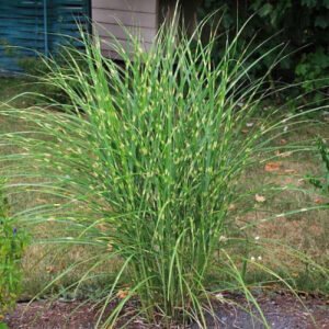 miscanthus sinensis strictus dwarf roseau de chine nain zebre