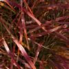 miscanthus lady in red plantipp foc 13