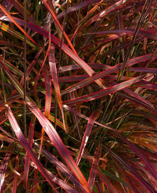 miscanthus lady in red plantipp foc 13 miscanthus lady in red plantipp foc 13