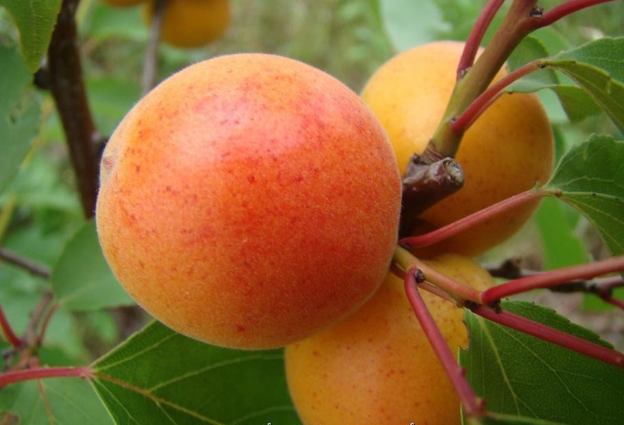 morela early orange 3c38c88cc1a549bf0f1f7142e26e8b77 morela early orange 3c38c88cc1a549bf0f1f7142e26e8b77