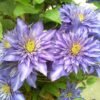 multibluebestbig