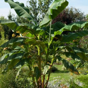 musa basjoo japanese hardy banana tree 2