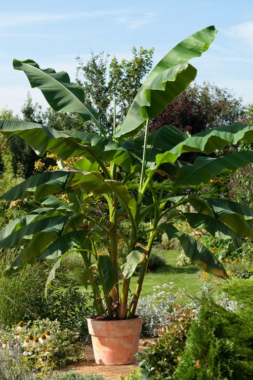 musa basjoo japanese hardy banana tree 2 musa basjoo japanese hardy banana tree 2