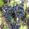 muscat bleu1 2