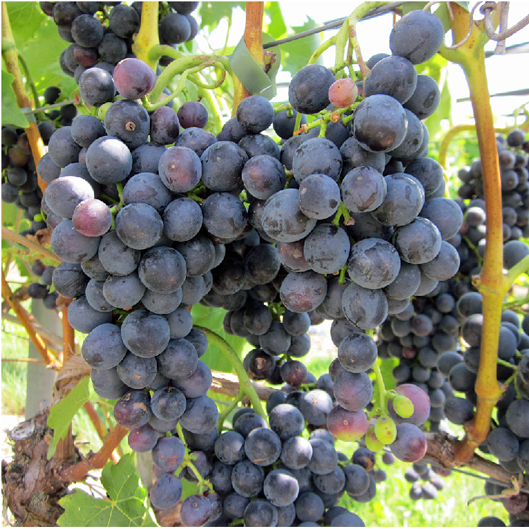 muscat bleu1 2 muscat bleu1 2