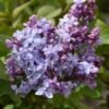 nadezhda lilac 1