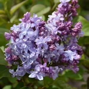 nadezhda lilac 1