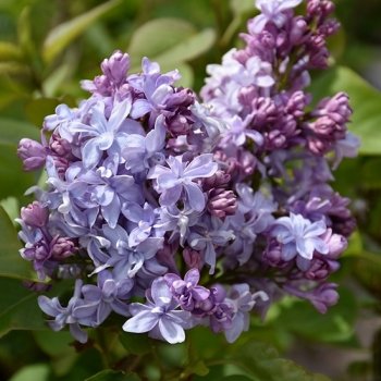 nadezhda lilac 1 nadezhda lilac 1