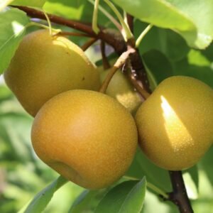 nashi asienbirne asiatische apfelbirne nijiseiki m063245 h 0