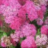 neon flash spirea bush nature hills nursery 4 inch container 7465364