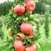 obelis kolonine ziemine ilma c5 1