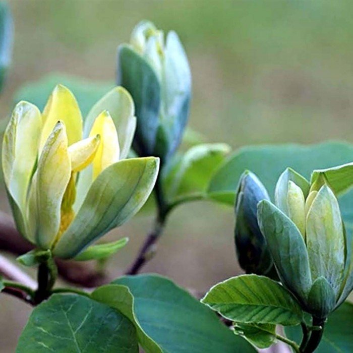 opal1 700x700 1 opal1 700x700 1