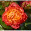 p23447 41271 rosa bradford poulcas040 slotsrose c7e6