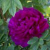 paeonia suffruticosa Dragon purple violet peony violetinis medinis medejantis bijunas krumas daugiametis augalas skinti bijunai geles ir manufaktura