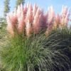 pampu zole argentinine kortaderija cortaderia selloana pink 1