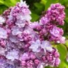 paprastoji alyva syringa vulgaris belle de nancy