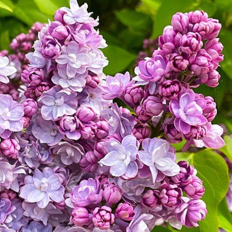 paprastoji alyva syringa vulgaris belle de nancy paprastoji alyva syringa vulgaris belle de nancy