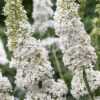 paprastoji budleja white profusion