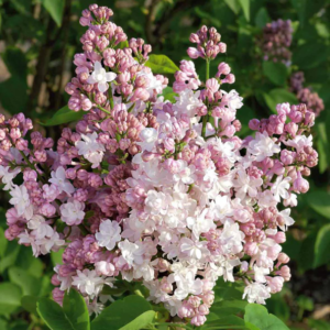 paprastosios alyvos syringa vulgaris krasavitsa moskvy beauty of moscow c15